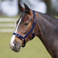 Bitz ADJ Headcollar (Clearance Item)